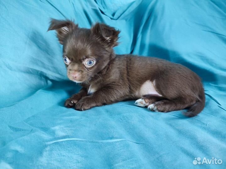 Щенки чихуахуа длинношерстные