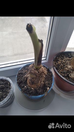 Банановая пальма