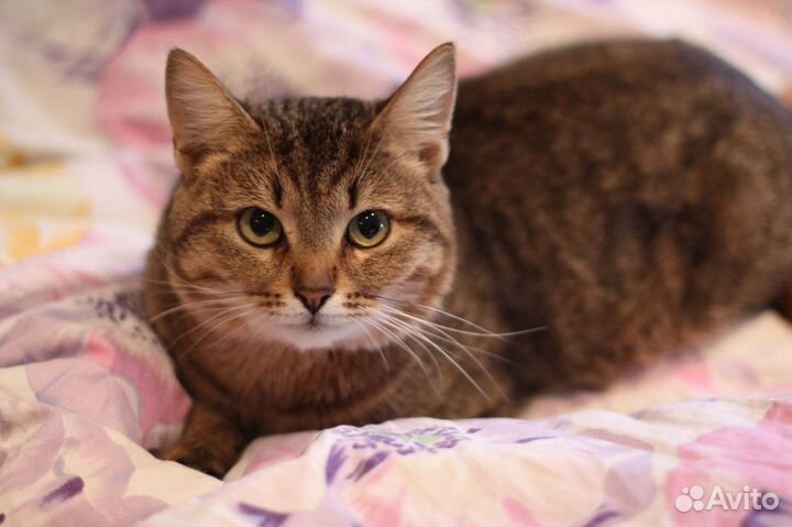 В добрые ручки