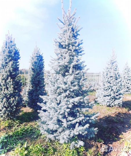 Ель голубая хупси