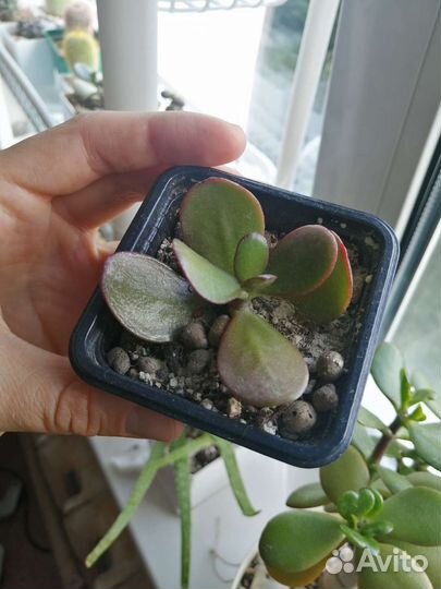 Крассула овата/денежное дерево