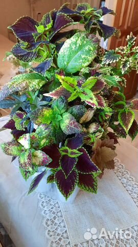 Колеусы вегетативные