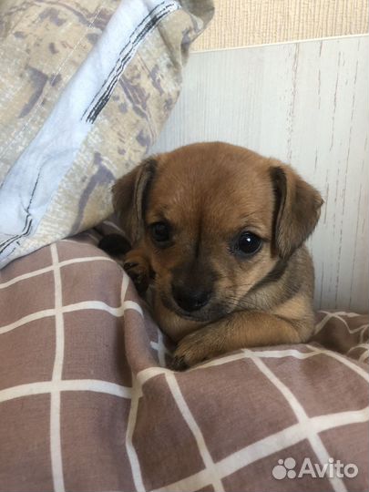 Той-терьер щенки