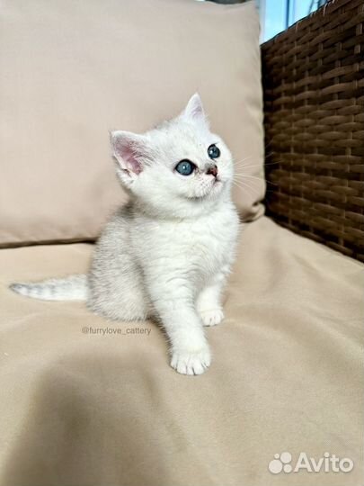 Шиншилловые котята