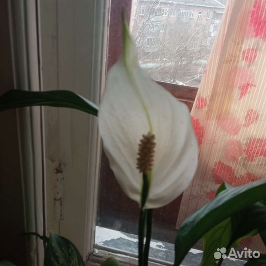 Спатифиллум