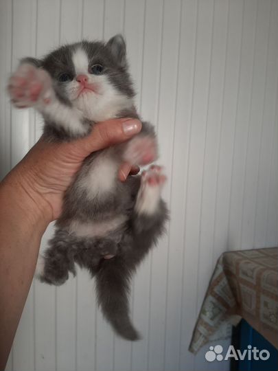 Кошки в добрые руки бесплатно