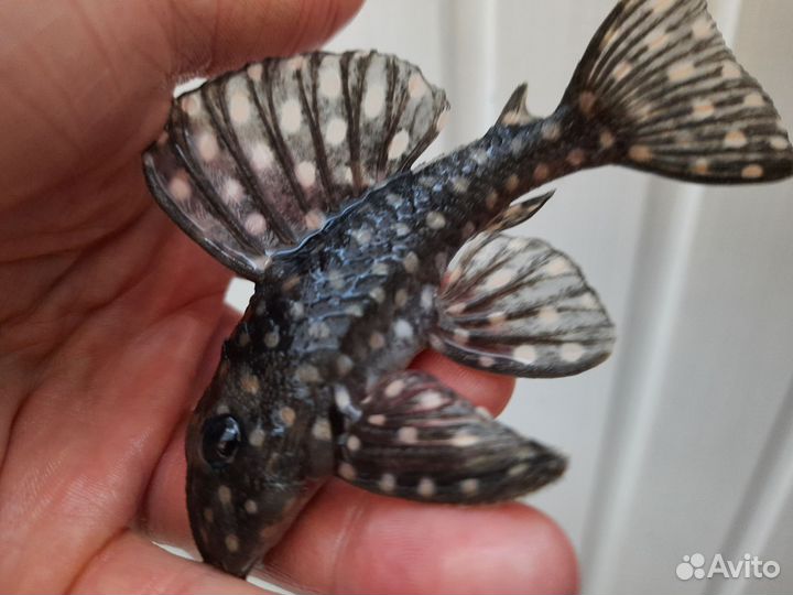 Номерные сомы L201 гипоанциструс контраденс10-12см