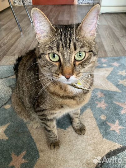 Отдаю кошек + весь инвентарь