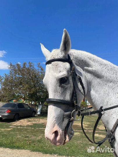 Уздечка для лошади cob