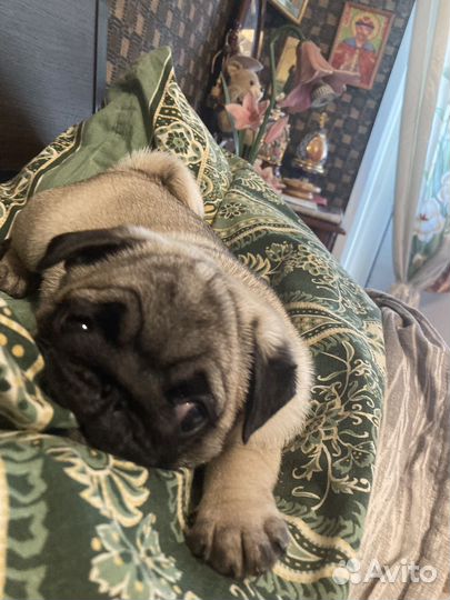 Шенки Мопсов