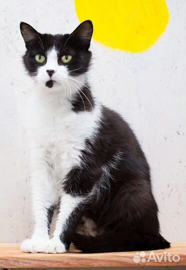 Кошки и коты с Домбасса бывшедомашние