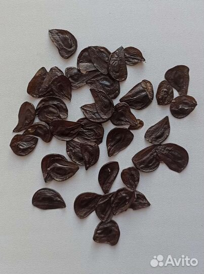 Гиппеаструм Пикоти семена