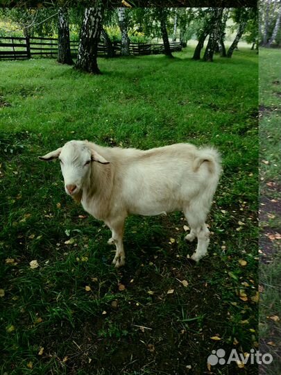 Продам коз, поросят
