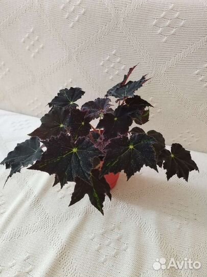 Бегония черный вельвет