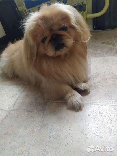 Вязка пекинеса