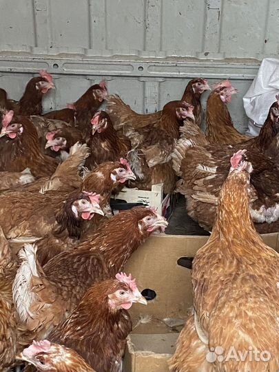 Курицы несушки
