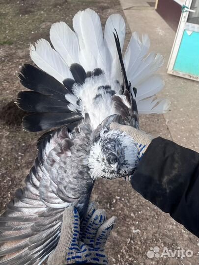 Голуби Николаевские