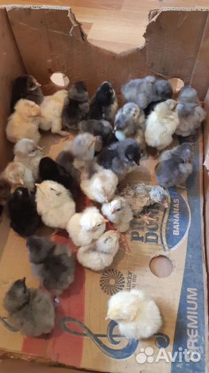 Цыплята брама один цыплёнок