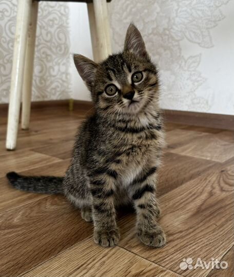 Котята в добрые руки даром