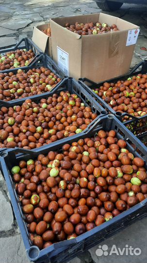 Плоды зизифуса