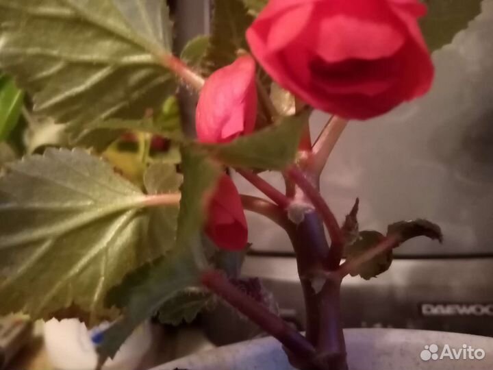 Домашняя роза