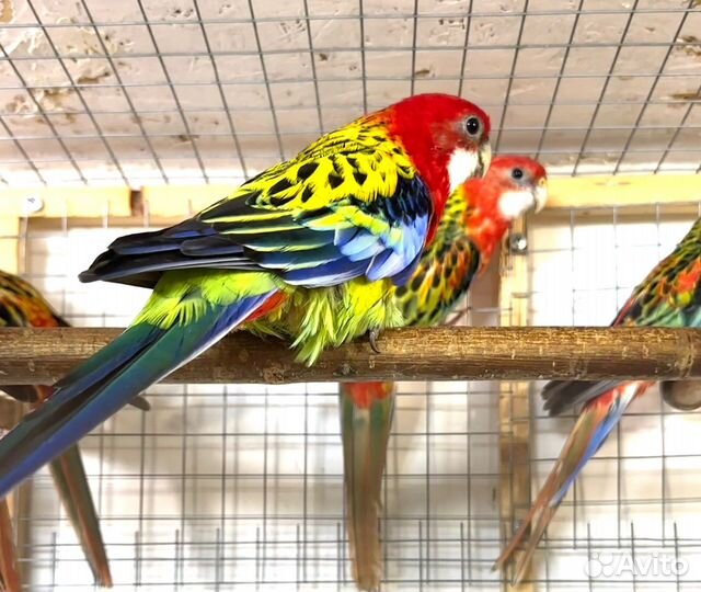 Птенцы кореллы