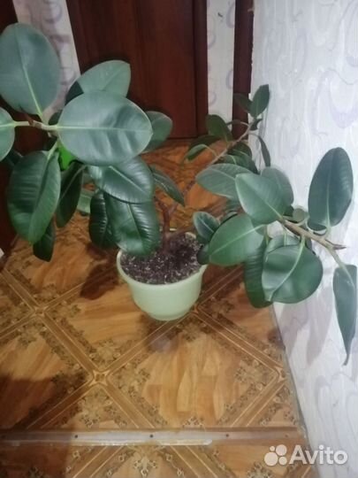 Домашние цветы