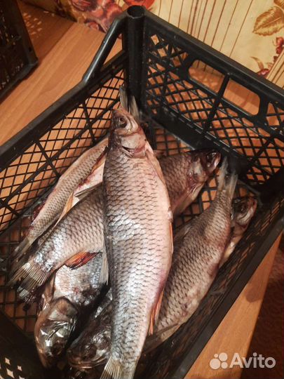 Рыба Вяленая Сушенная