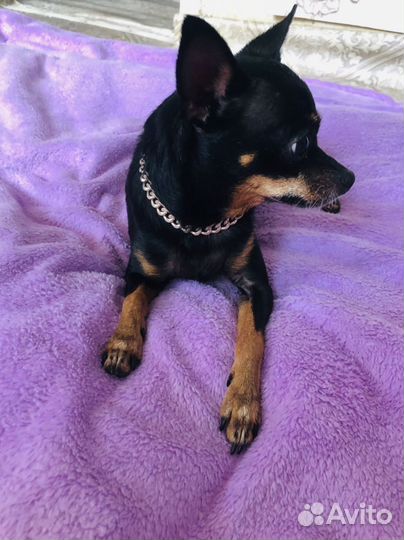 Продам мини тойтерьера