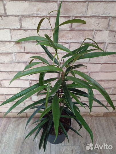 Фикус Али Bennedijkki