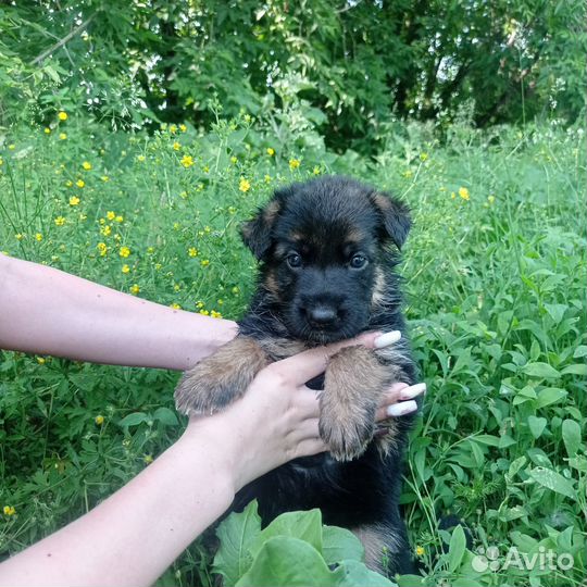 Щенки немецкой овчарки