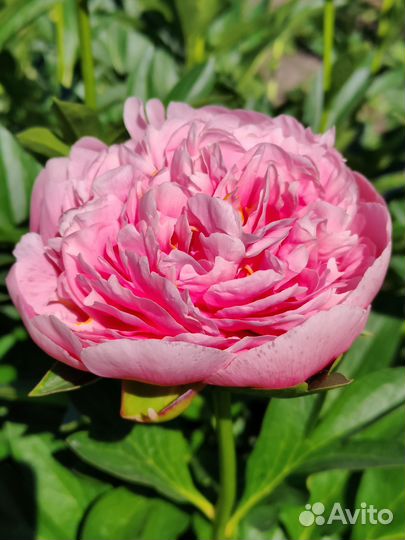 Пионы срезка