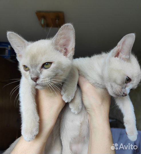 Котята европейской бурмы