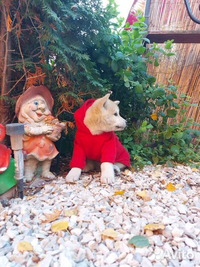 Щенки акита ину