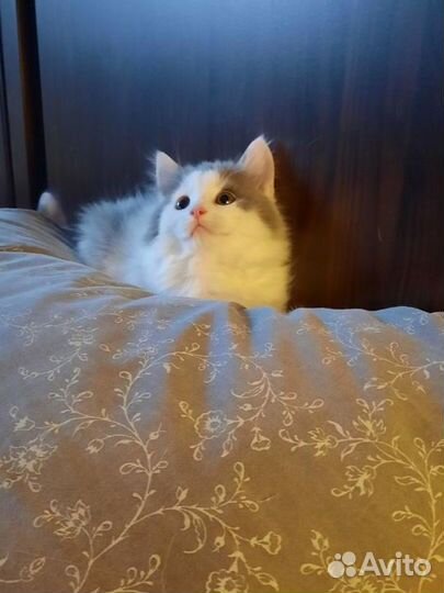 Котенок