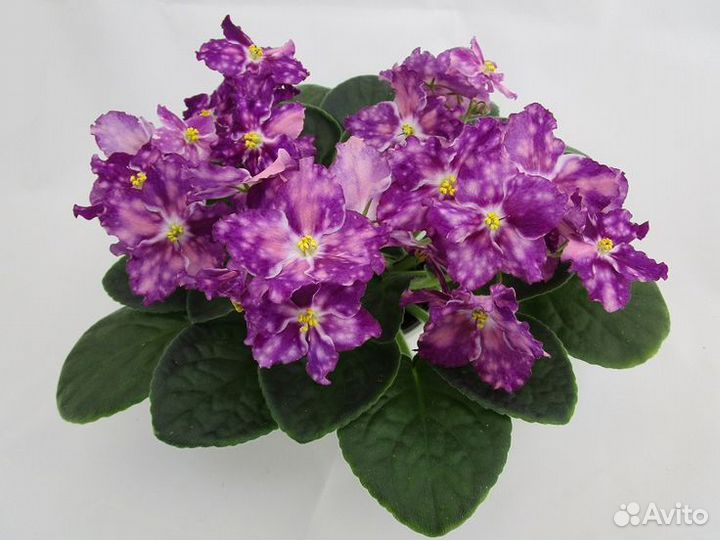 Сортовые фиалки