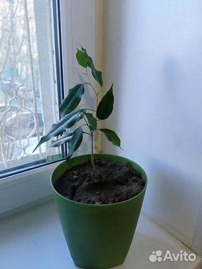 Фикус бенжамина