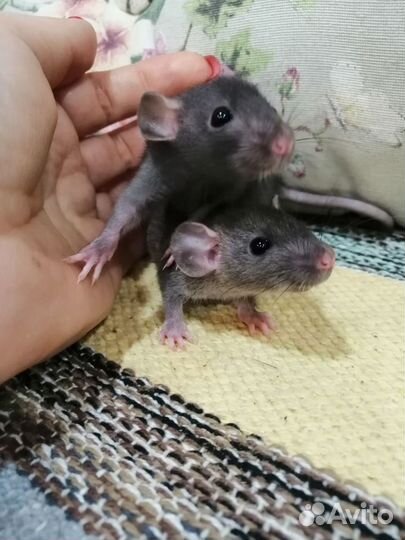 Крысята крысы дамбо
