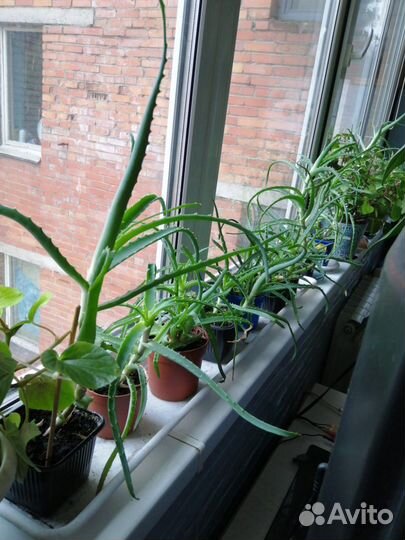 Алоэ лечебный