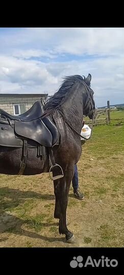 Лошадь жеребец