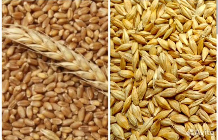 Продаётся пшеница и ячмень