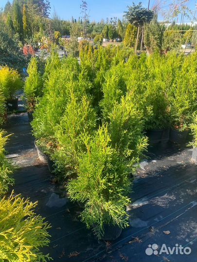 Туя Смарагд 80 см