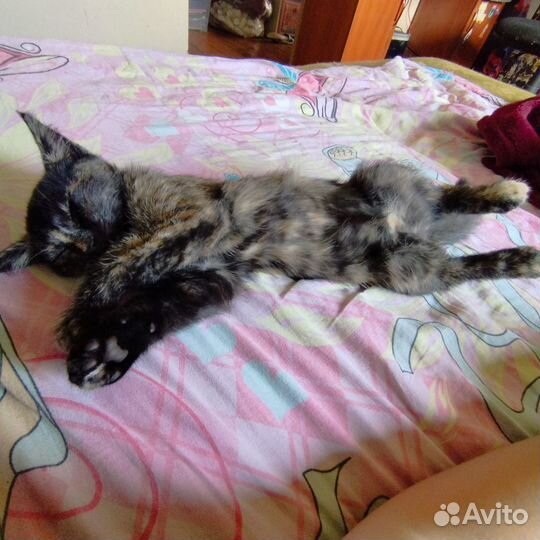 Кошечка в добрые руки