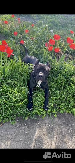 Питбуль вязка