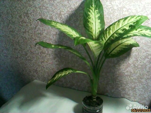 Диффенбахия