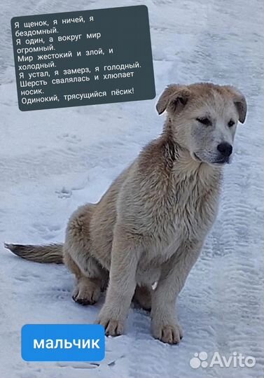 Щенок мальчик в добрые руки