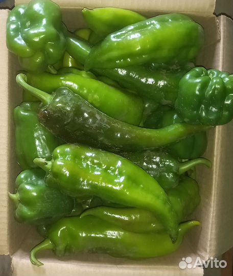 Перец болгарский домашний