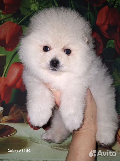 Шпиц мальчик и девочки