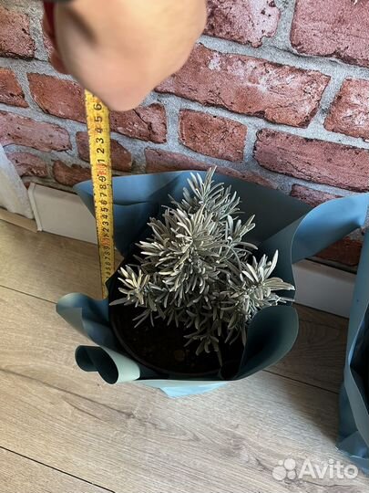 Рассада лаванды