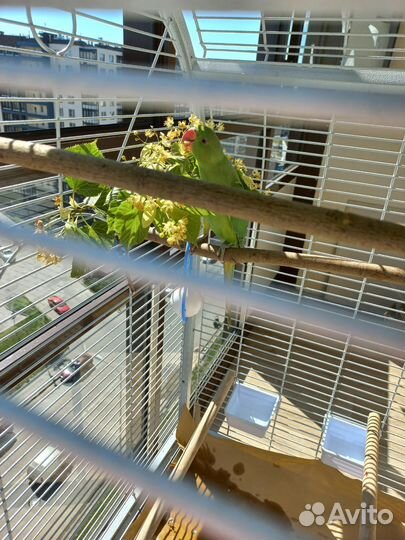 Передержка, зооняня для птиц, попугаев